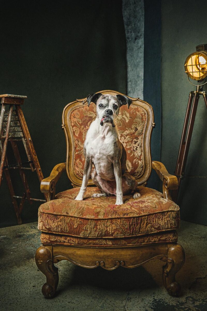 pet portrait of boxer in a chair in a photo studio