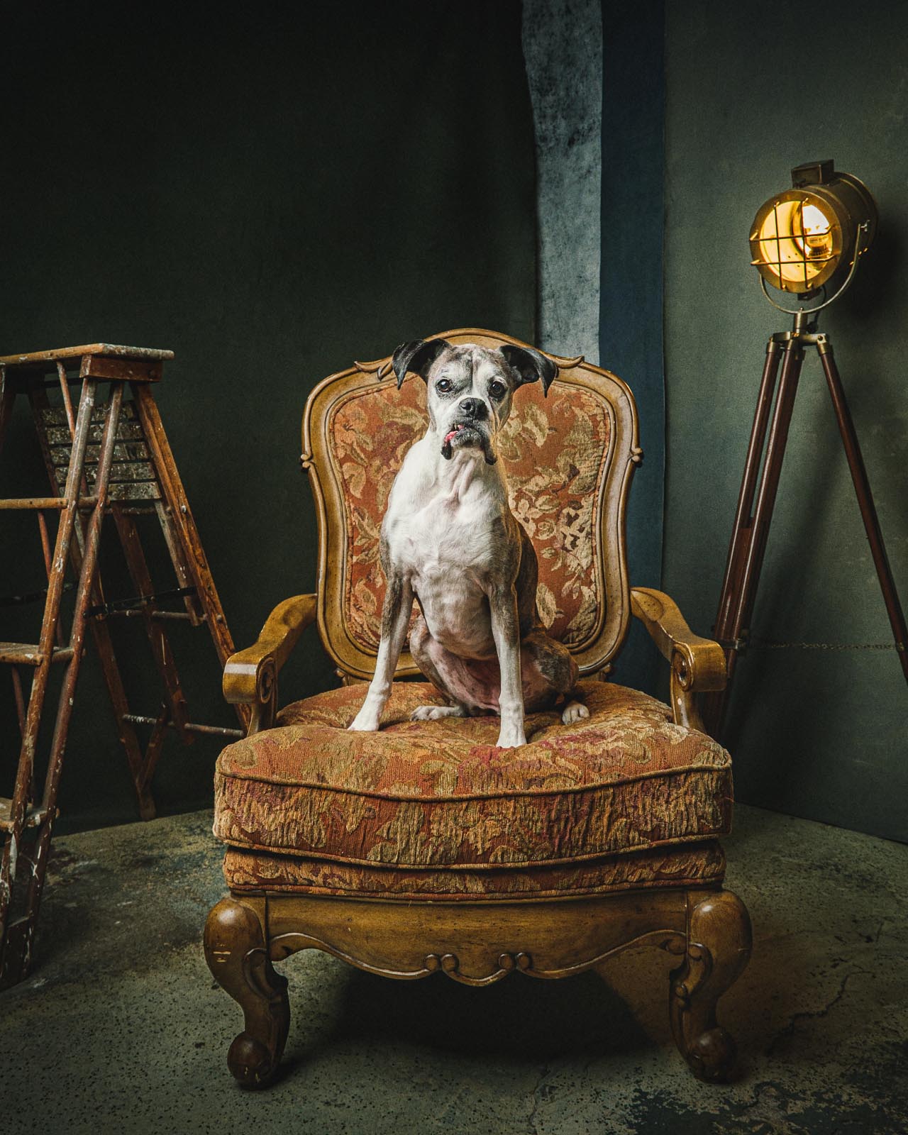 pet portrait of boxer in a chair in a photo studio