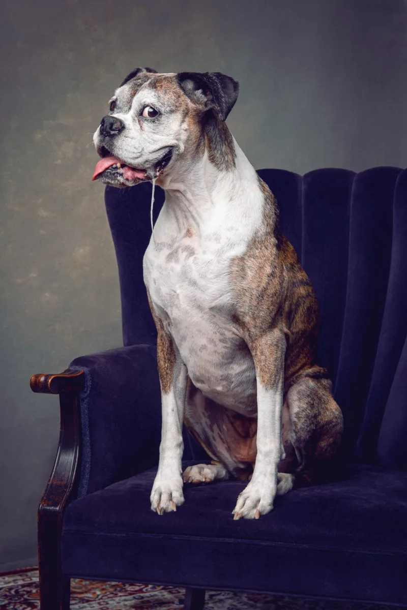 portrait of boxer dog drooling